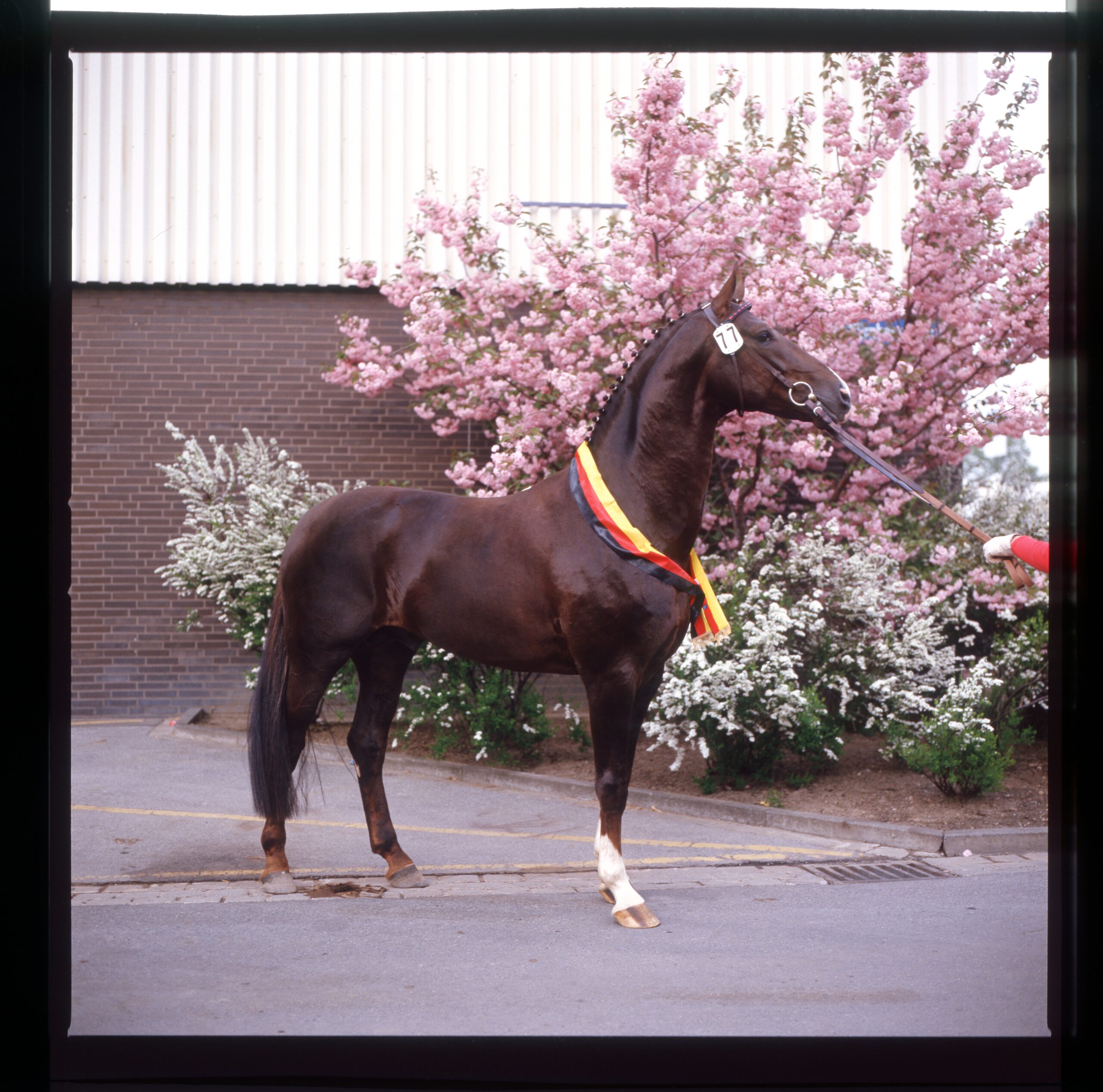 Donnerhall im Standbild fünfjährig als Sieger der DLG Schau 1986.