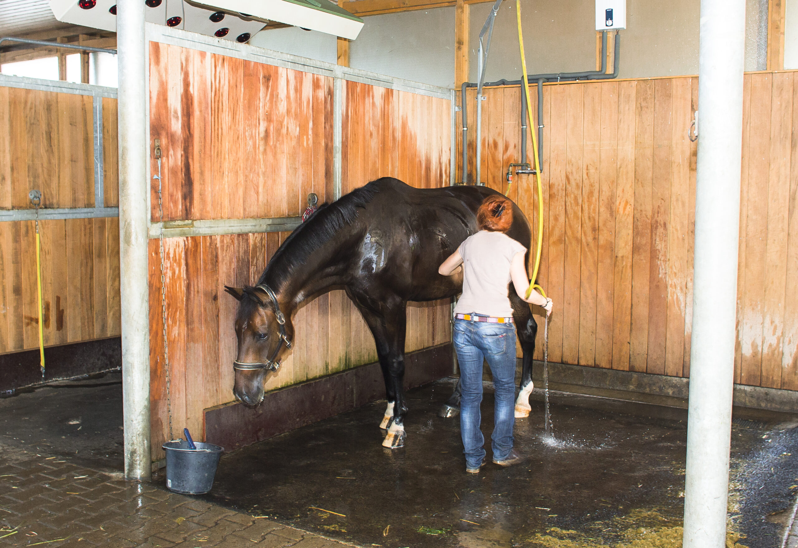 Hautflora und Mauke – wenn das Gleichgewicht gestört ist