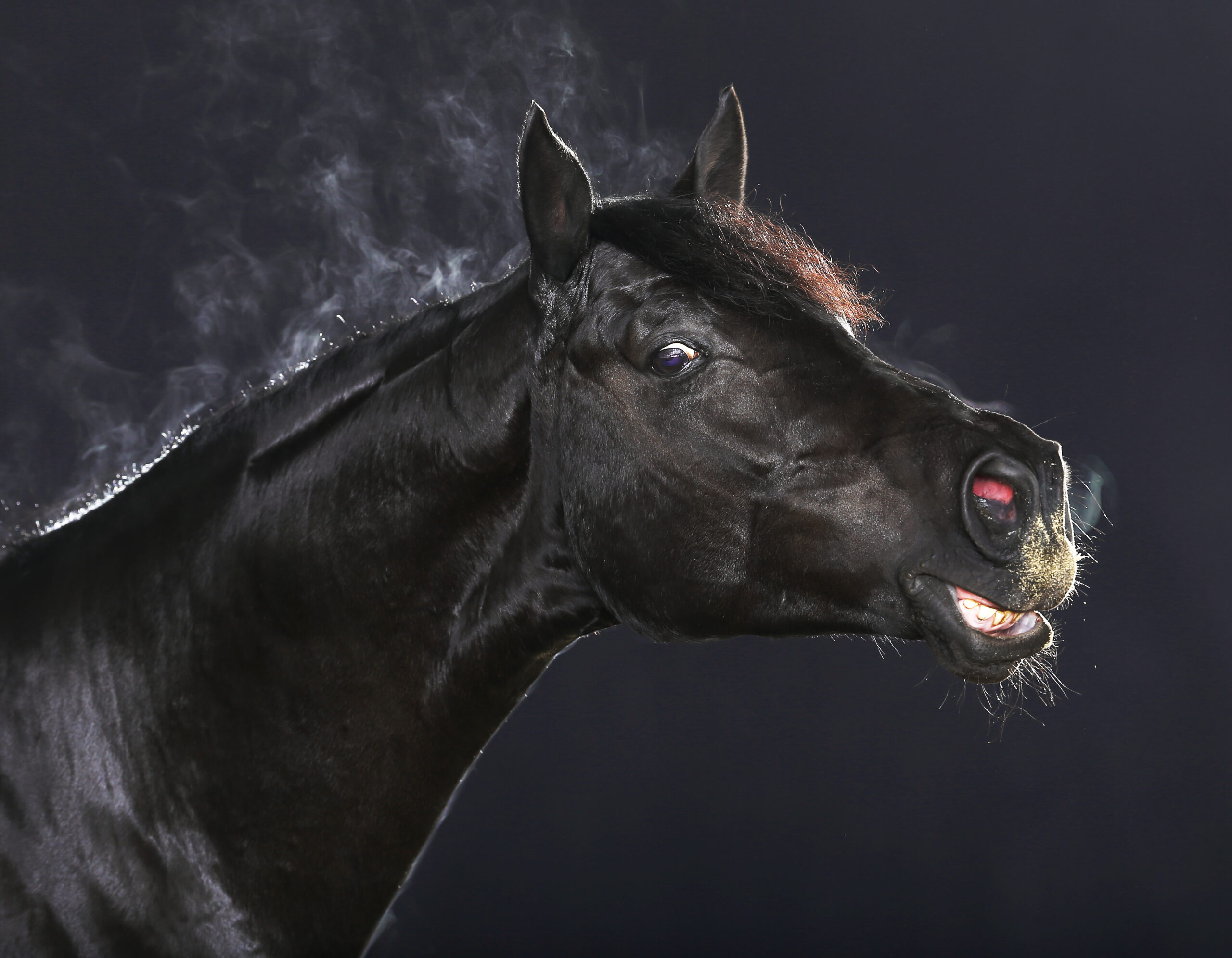 Husten beim Pferd: harmlos oder chronisch?