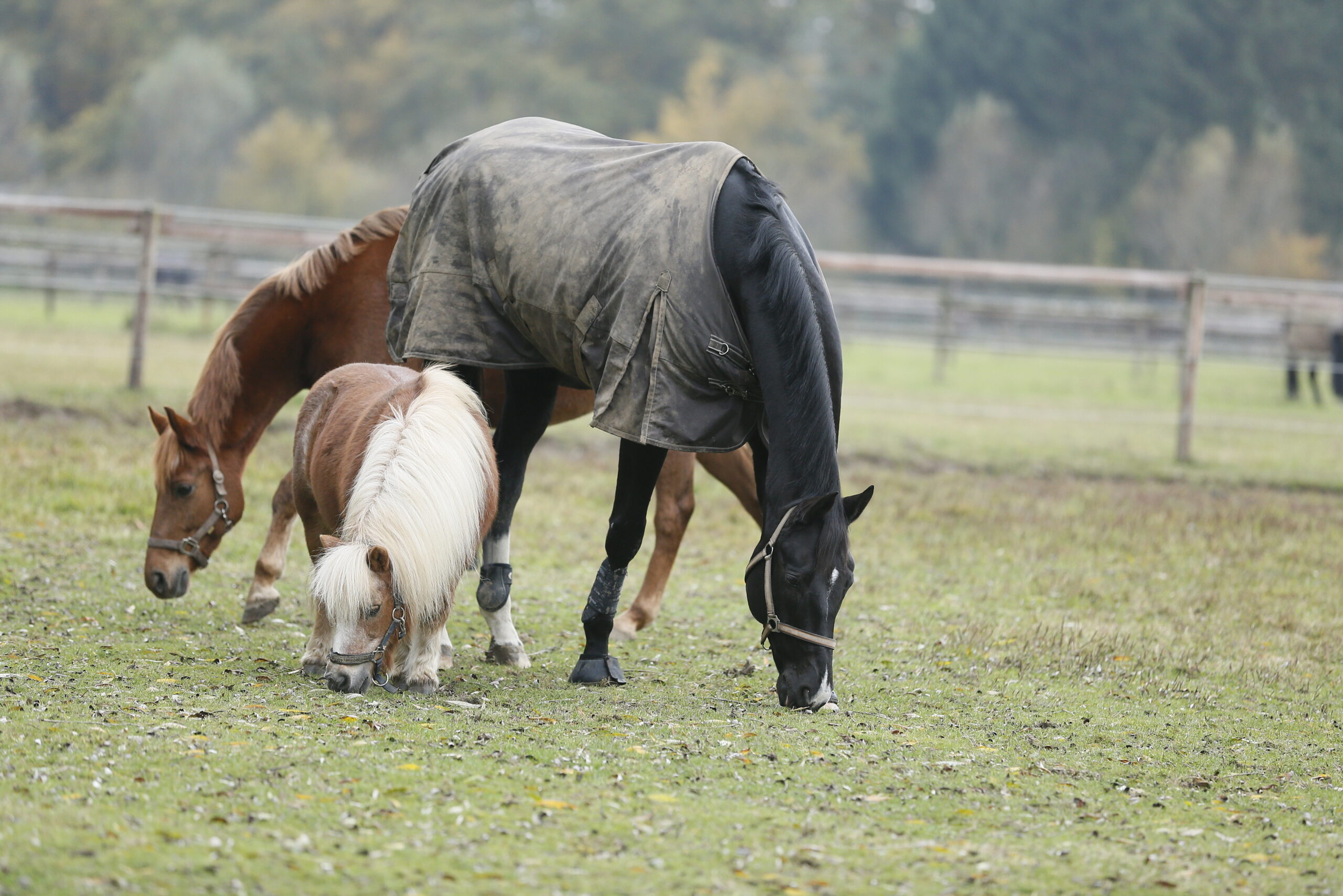 Heu für Pferde mit EMS, Sportpferde, Senioren, Ponys & Co.