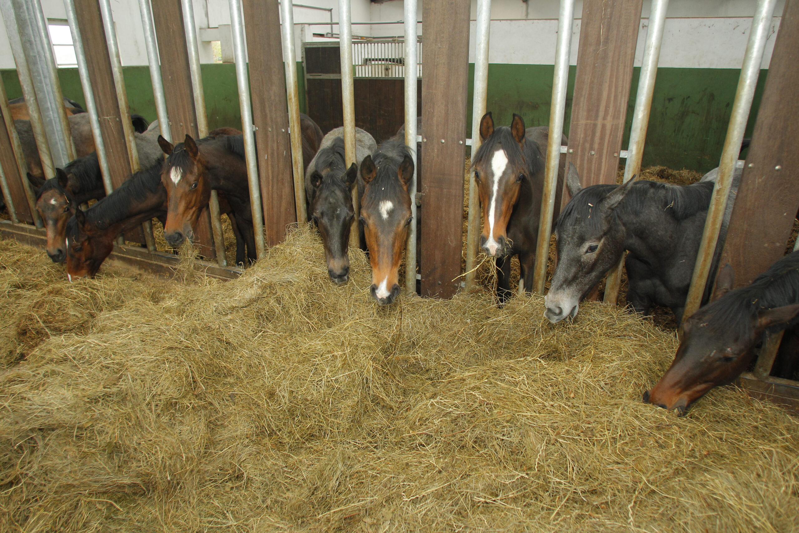 Heu in der Pferdefütterung: Menge, Qualität & Tipps für gesunde Pferde