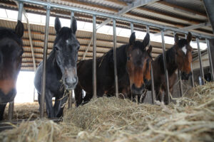 “The future belongs to quality businesses” competition – Outstanding horse farms wanted