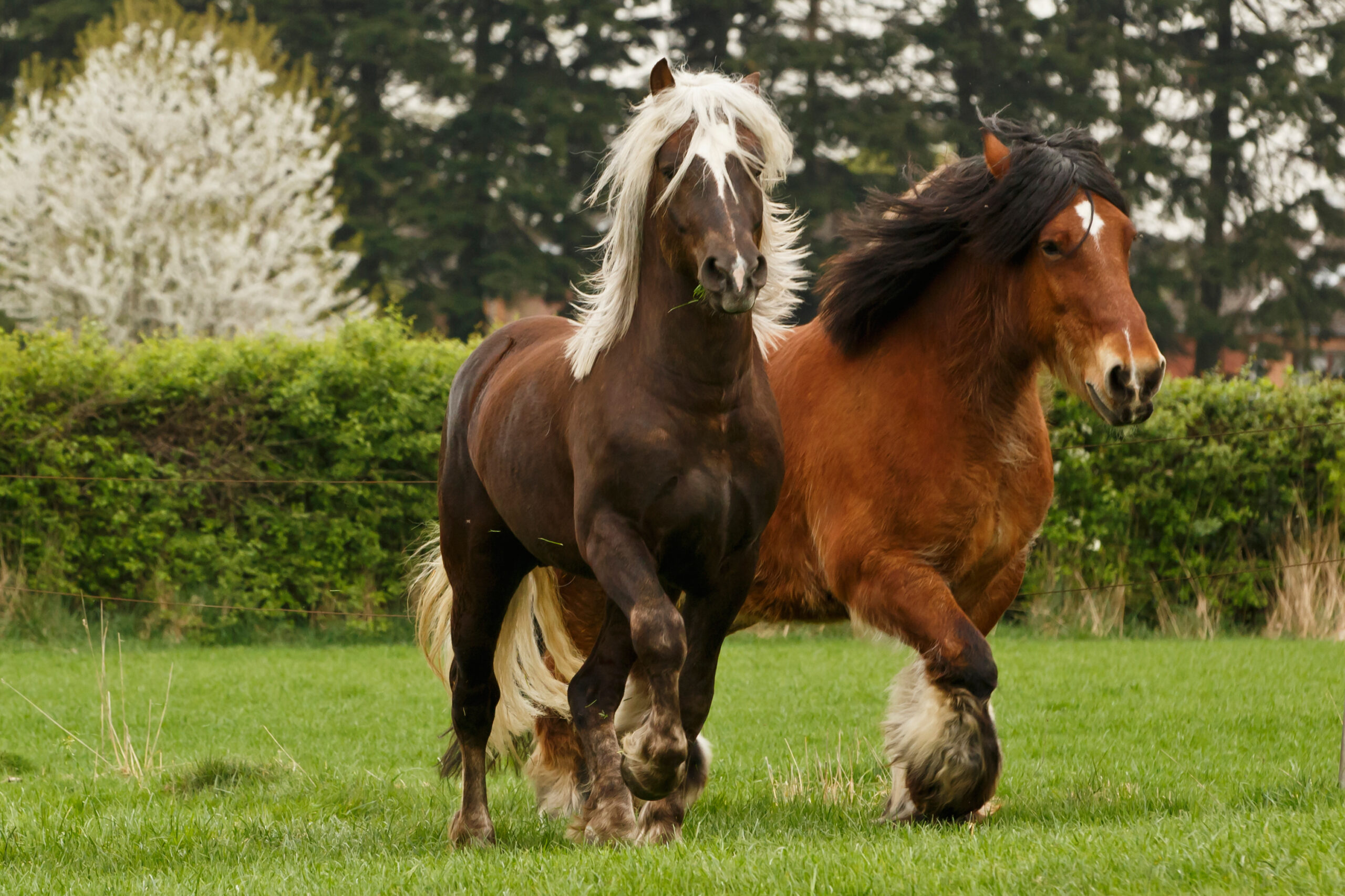 Milben und Mauke beim Pferd – wenn Parasiten die Haut reizen