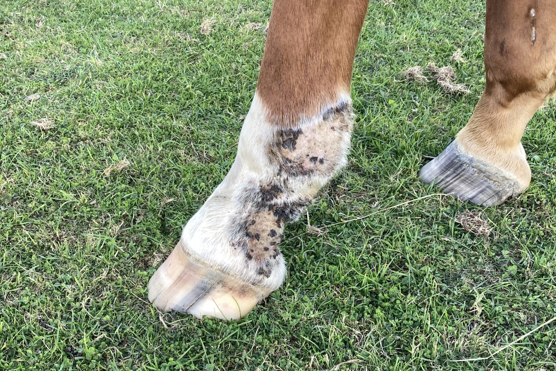 Mauke beim Pferd – Ursachen, Pflege und Behandlung im Überblick