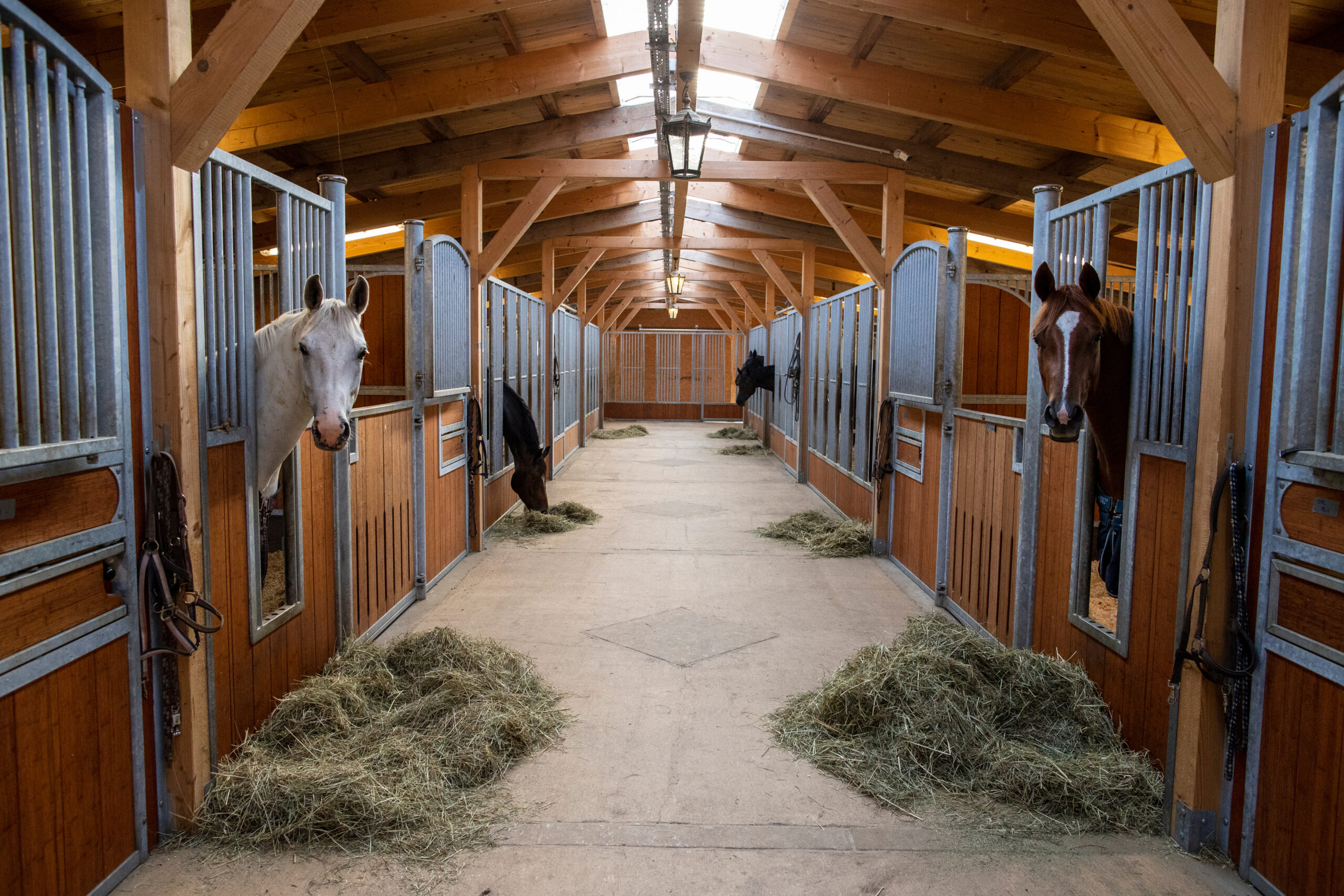 Warum ist Heu für Pferde so wichtig?