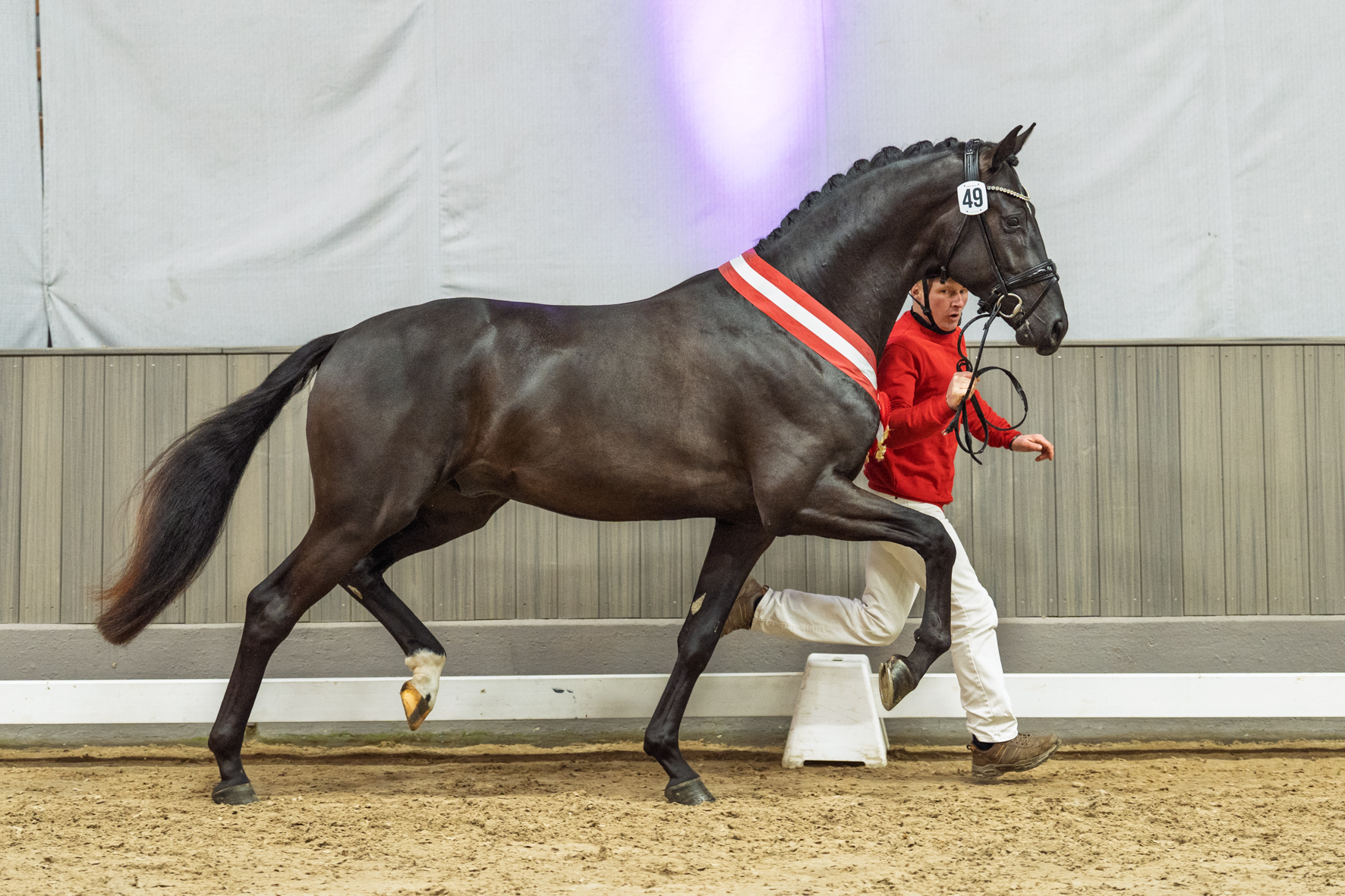 Beide NRW-Siegerhengste für den Klosterhof Medingen