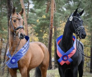 Siegerhengste v. Bonds und Kasanova de la Pomme, Schweden und Schweiz kaufen ein