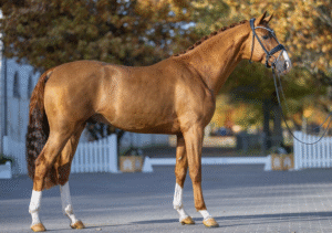 Großzügige neue Körkommission, Siegerhengste v. Glamdale und Conthargos