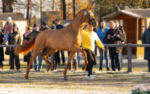Hannoveraner Körung 2025 – begehrte Dressurhengste