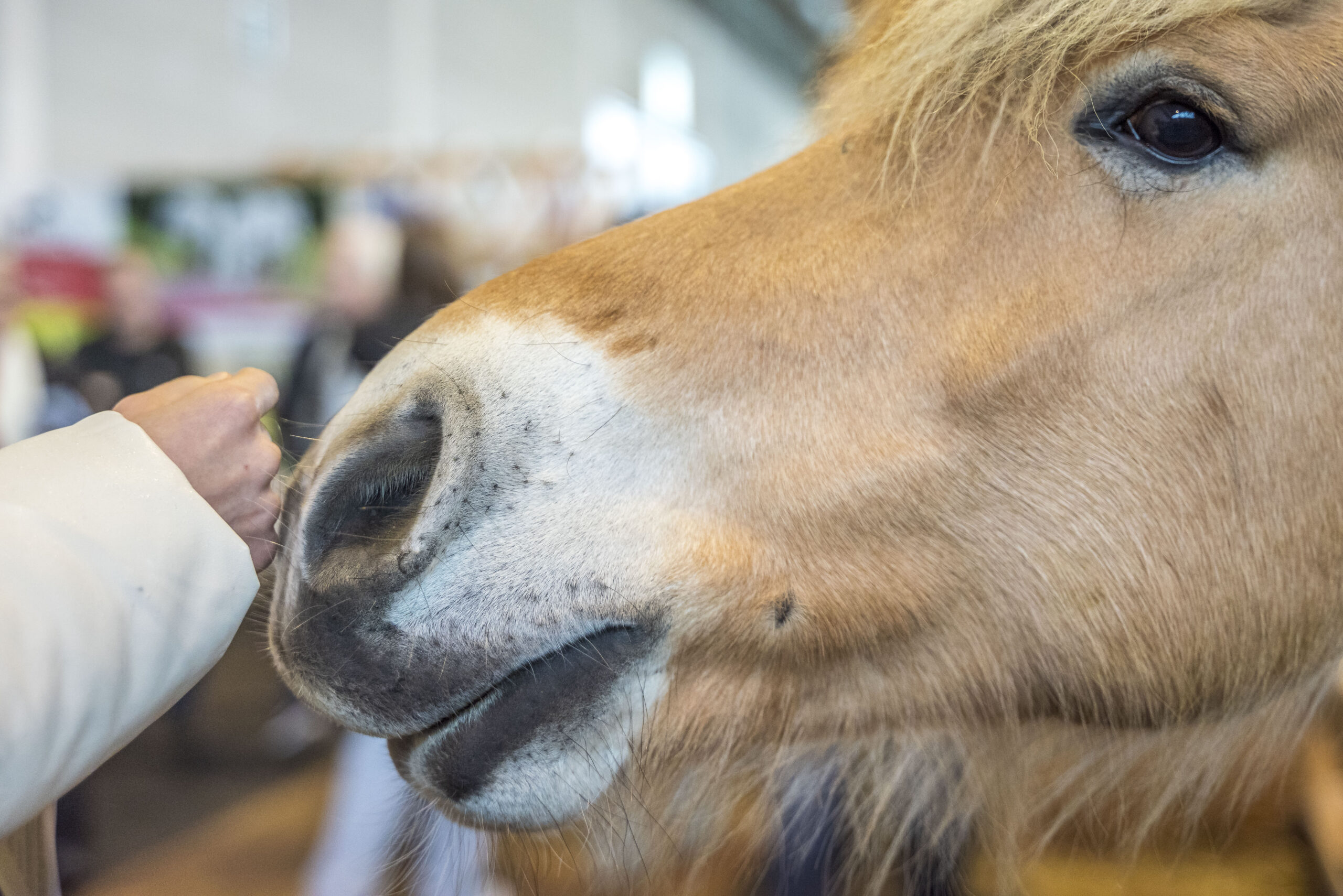 Foto: PFERD BODENSEE