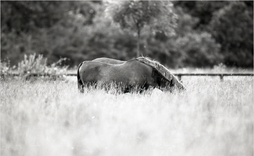 Eilantrag abgewiesen: Reitstallbetreiber verliert Betriebserlaubnis wegen Tierquälerei