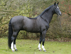 Schaufenster der Besten 2026 – Evergreen Donnerhall, Newcomer bei den Springabstammungen