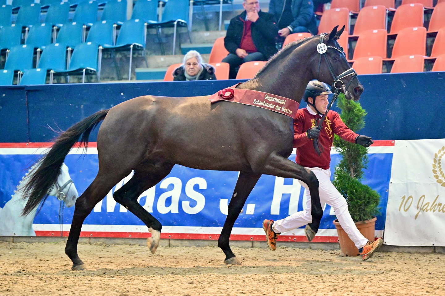 Weiterer Siegerhengst für Diarado, erster Champion für Bloomingdale
