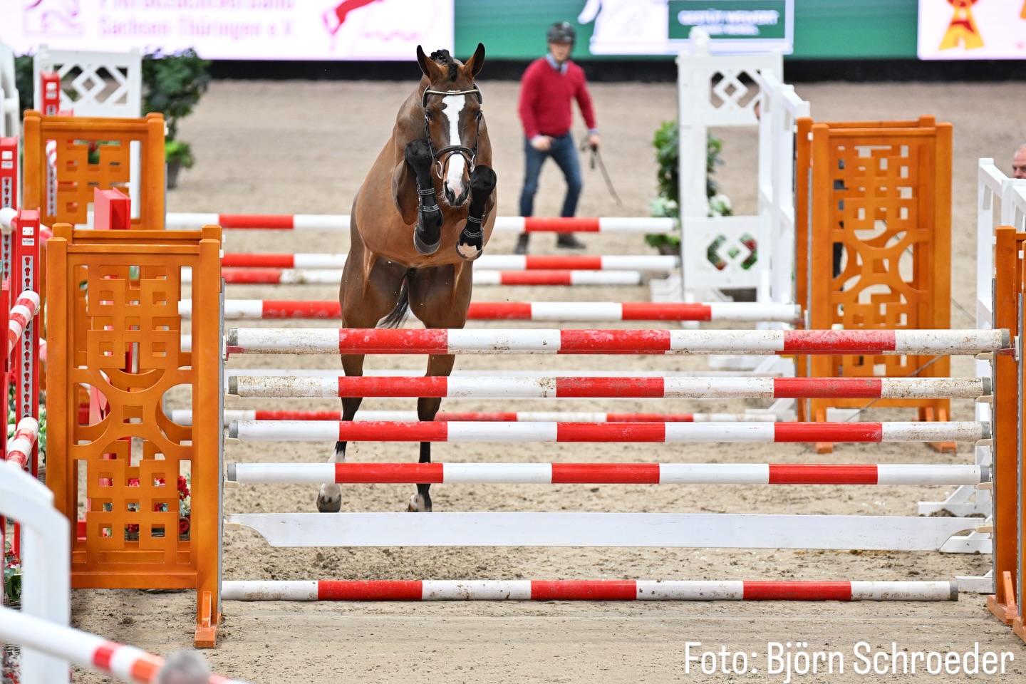 Ontaria von Steinberg Überfliegerin beim PARTNER PFERD Freispring-Cup