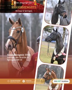 DSP Siegerhengst Dressur ins Gestüt von Bellin verkauft und mehr von der Auktion