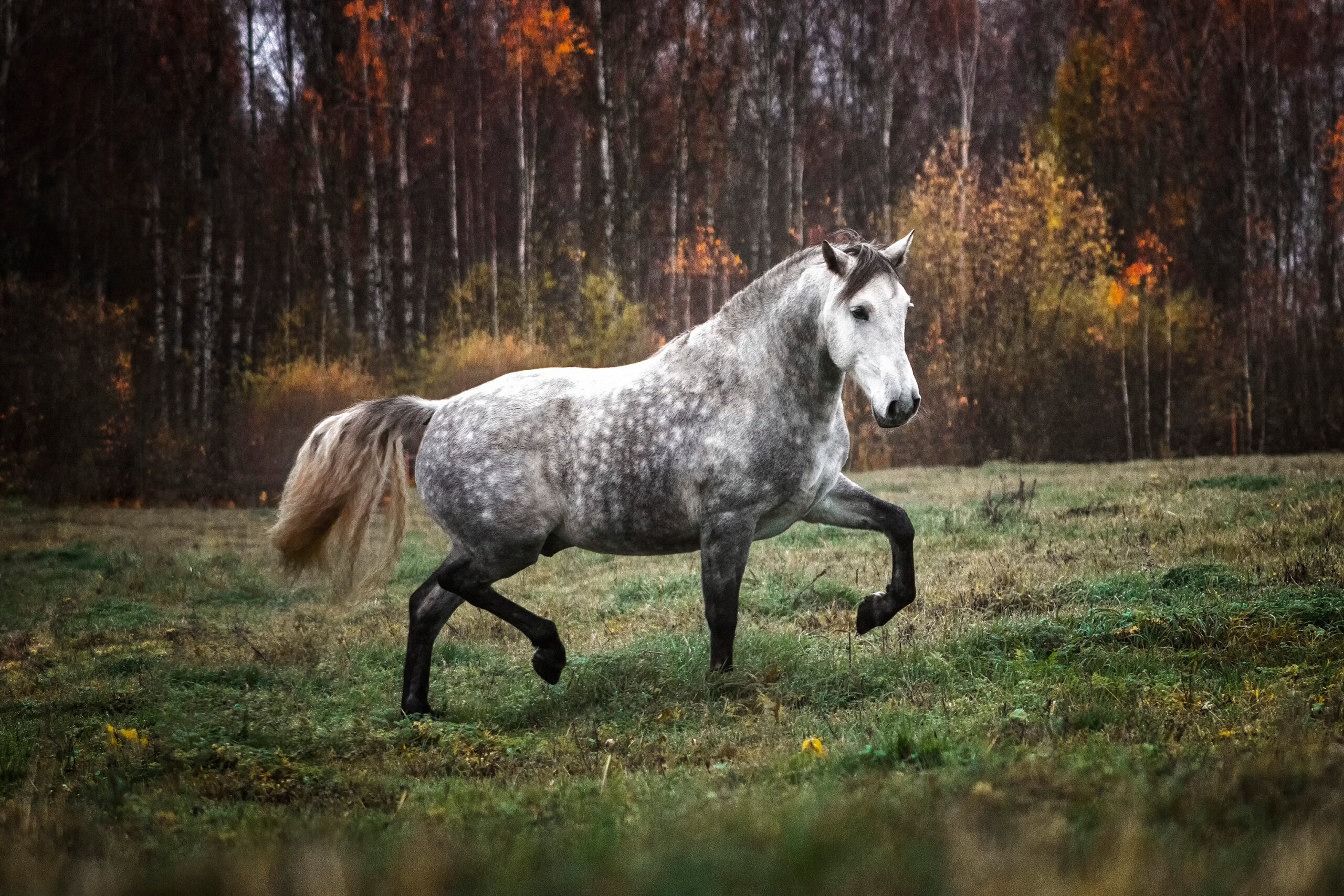Equines Metabolisches Syndrom (EMS) beim Pferd – Symptome & Diagnose