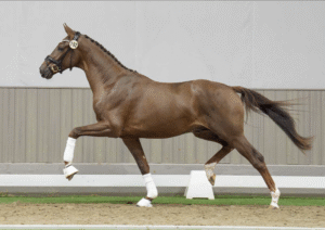Kurz-VA Sieger Grey Tonic und NRW-Siegerhengst Vuelta neu auf Station Beckmann