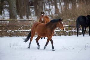 All about the change of coat in horses
