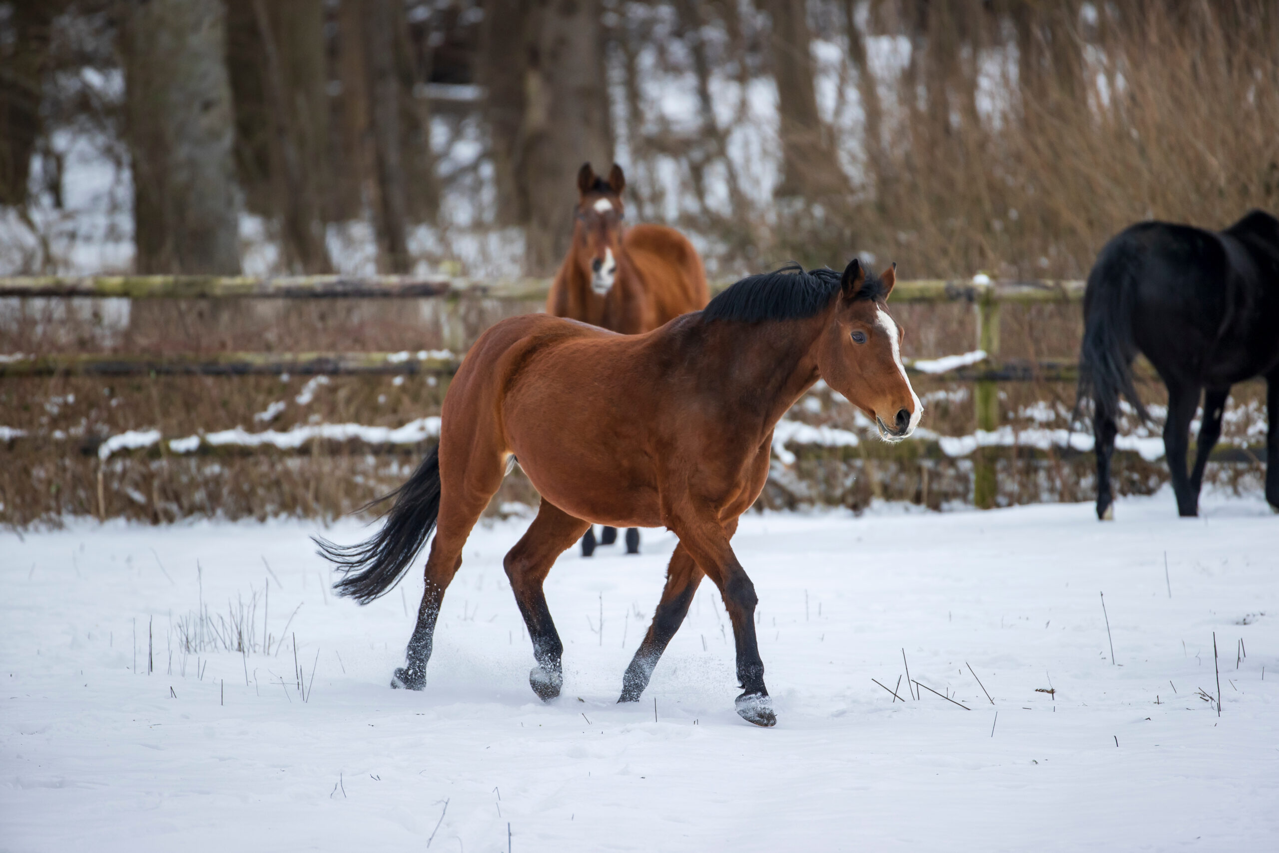 Alles über den Fellwechsel beim Pferd