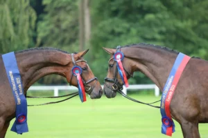 Oldenburg championships and mare show move