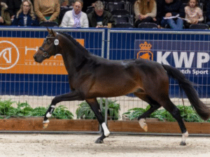 Weihegold-Enkel KWPN-Siegerhengst 2026