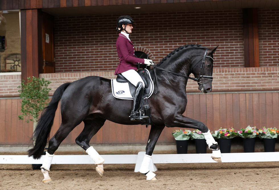 Weihegold-Enkel L’Avenir und mehr von der NRPS-Hengstleistungsprüfung