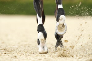 FN stellt Initiative „Pferdesport Deutschland“ vor