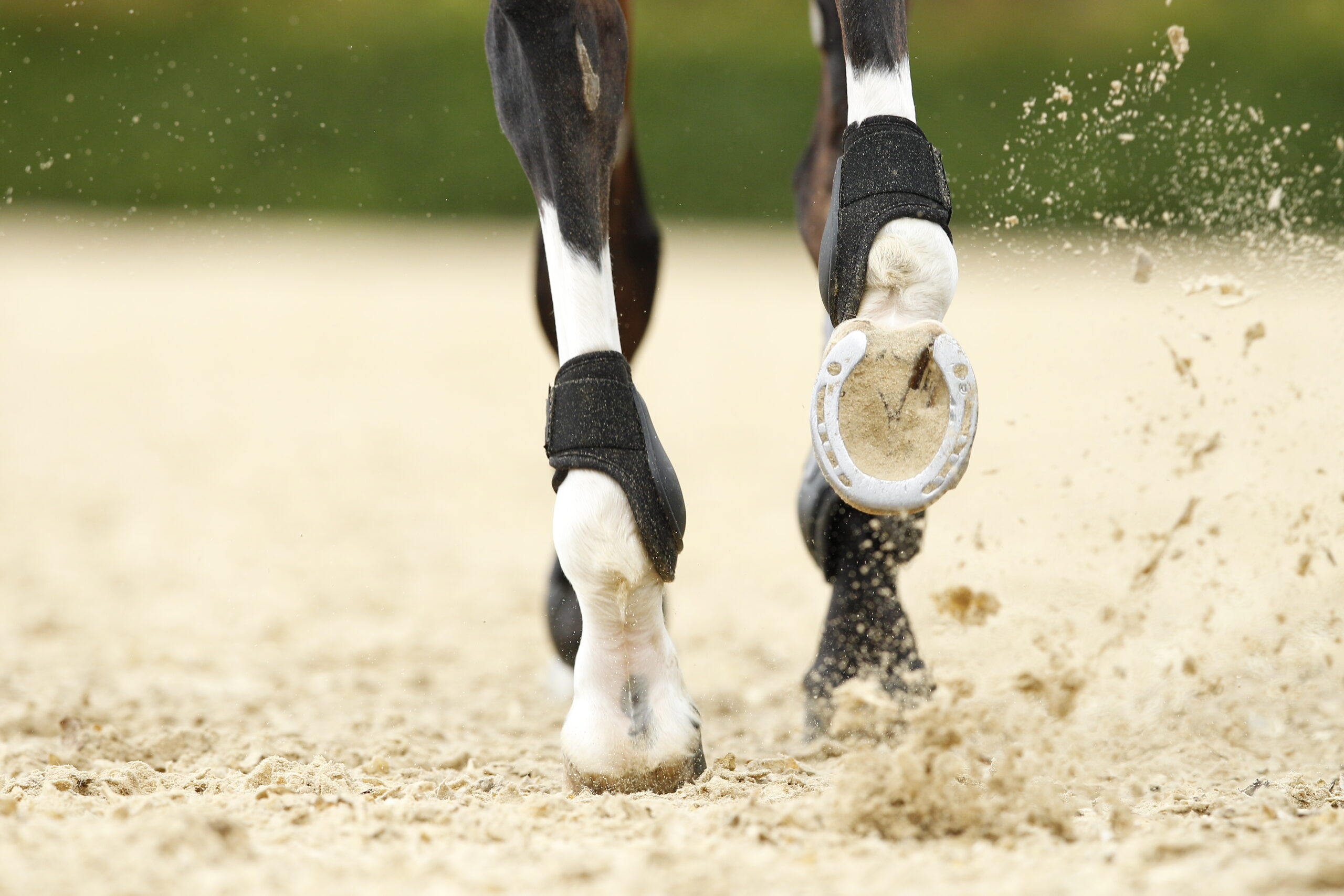 FN stellt Initiative „Pferdesport Deutschland“ vor