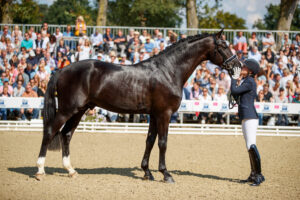 Die Neuerungen bei den Reitpferde-Bundeschampionaten – eine Analyse