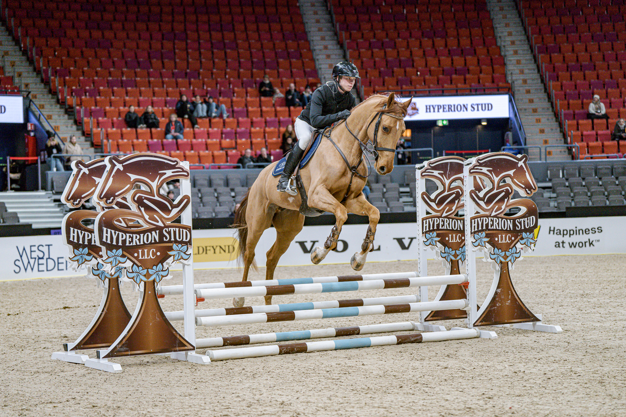 Der Chacoon-Blue Sohn Chaccuino – ein blutgeprägter Fünfjähriger. Foto: GHS/Kim C. Lundin