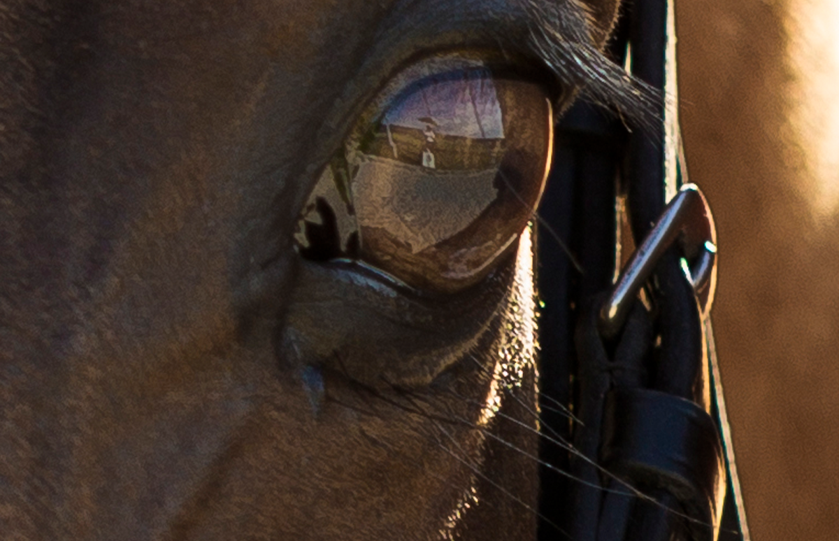 Ein Auge, das niemand vergisst, der es je bewusst angeschaut hat: Sam, dreifacher Olympiasieger