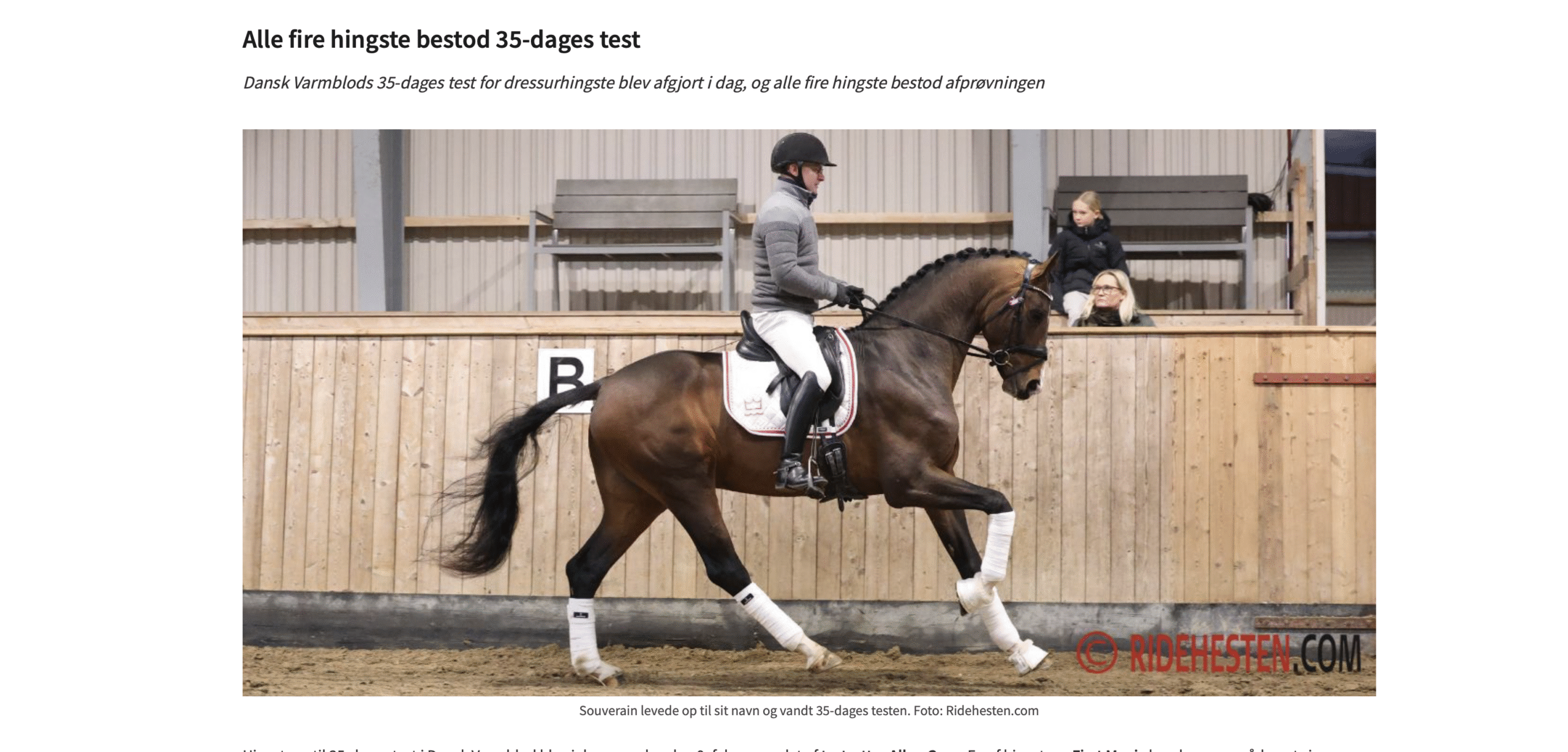 Test bestanden – vier neue Hengste fürs Dänische Warmblut