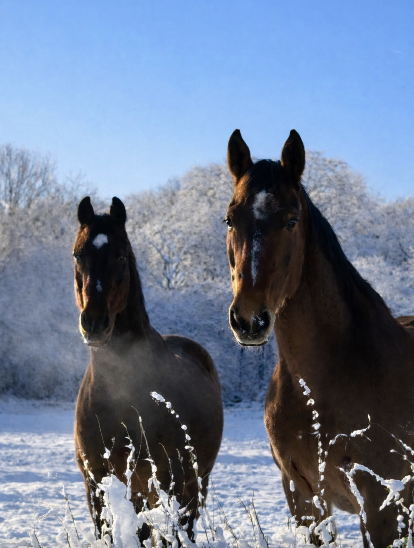 Christian K und All In im Grevlunda Winterparadies. Foto: privat