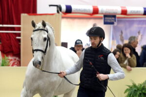 Saint-Lô: Stallion show à la française