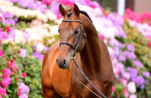 Holsteiner Verbandshengst Corfu de la Vie nun Juniorenpferd