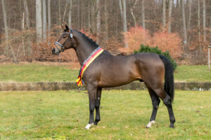 Escolar stellt ZfdP Siegerhengst 2026