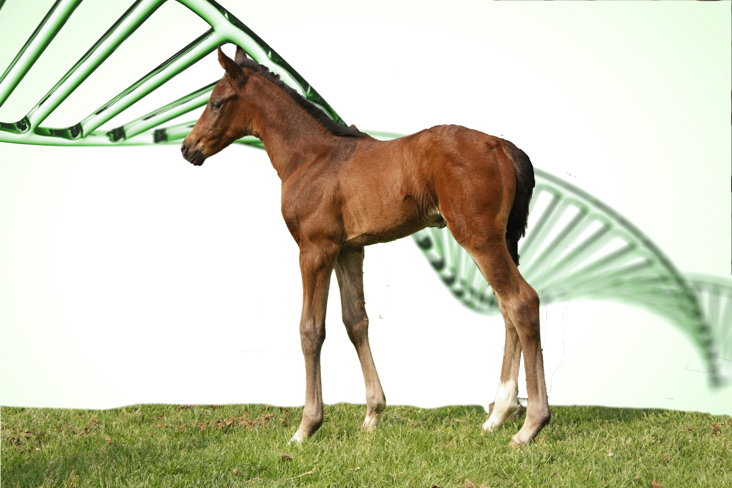 „Wahl-O-Mat“ Pferdezucht: genomisch gestützte Zuchtwerte starten bundesweit