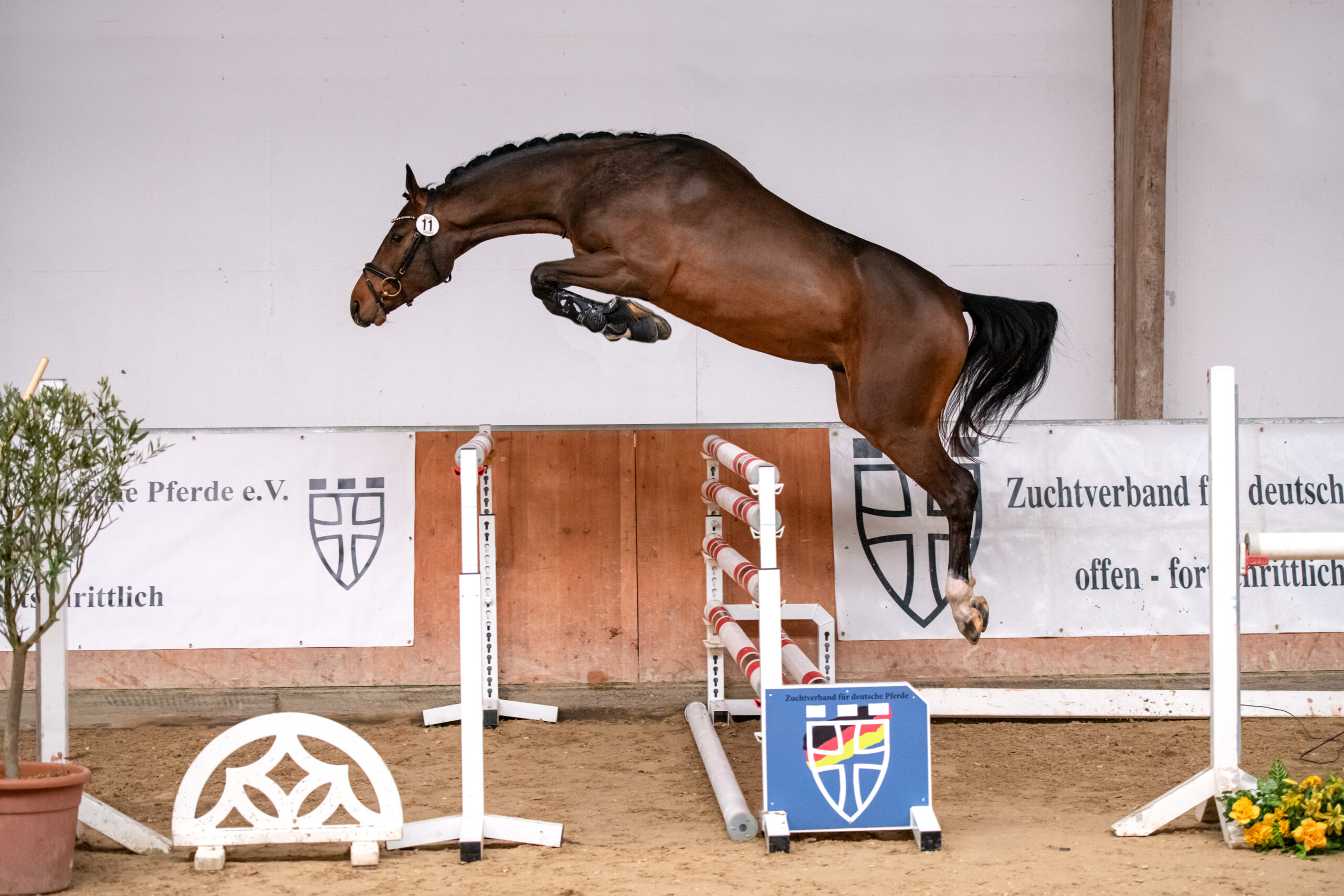 Best jumping stallion of the ZfdP winter licensing 2026: LP Vantastique by Vatson Sitte. Photo: ZfdP/Volker Hagemeister