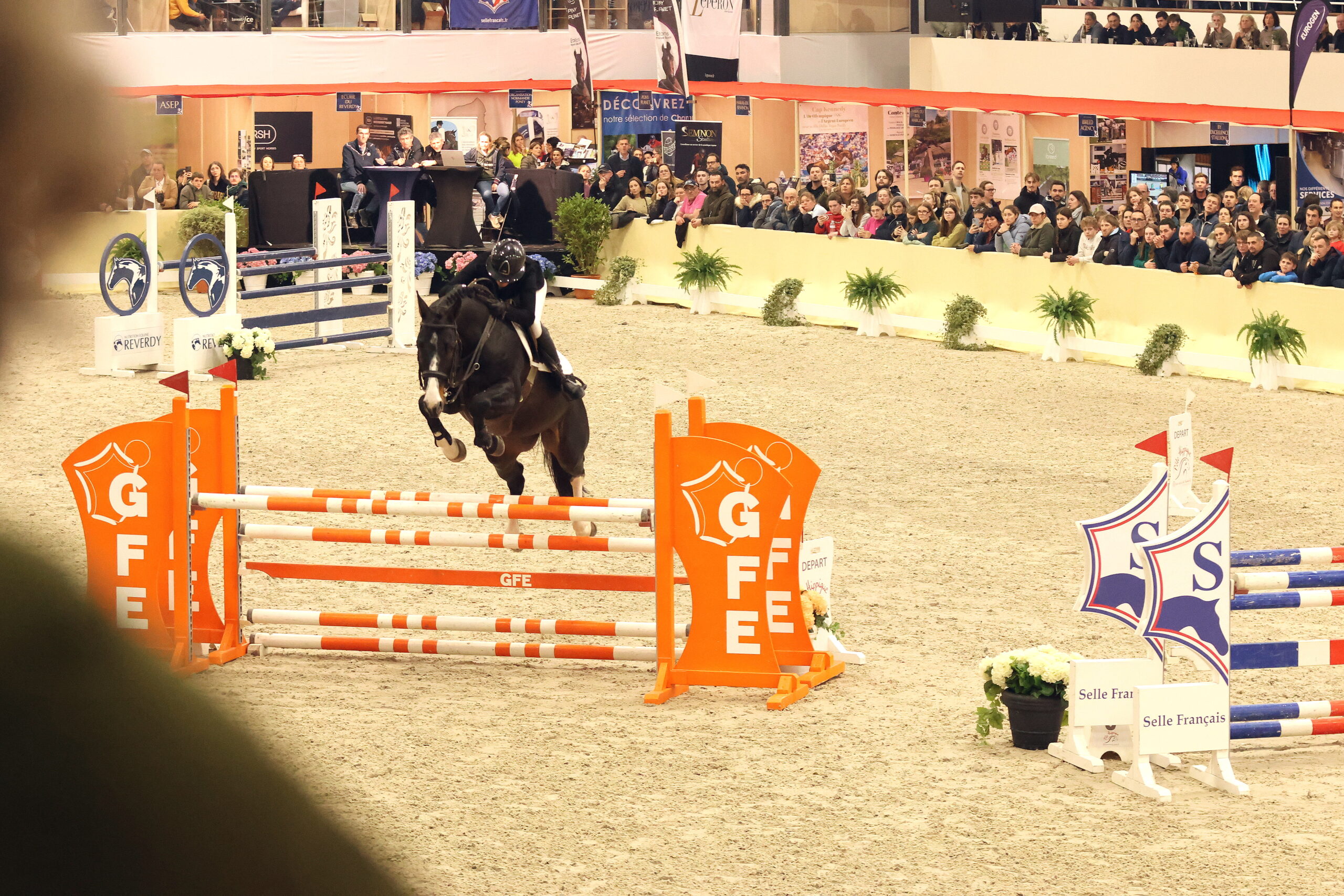At the Salon des Étalons, breeders and those interested in breeding can experience the stallions, some of them under competition conditions. Photo: Timothée Pequegnot
