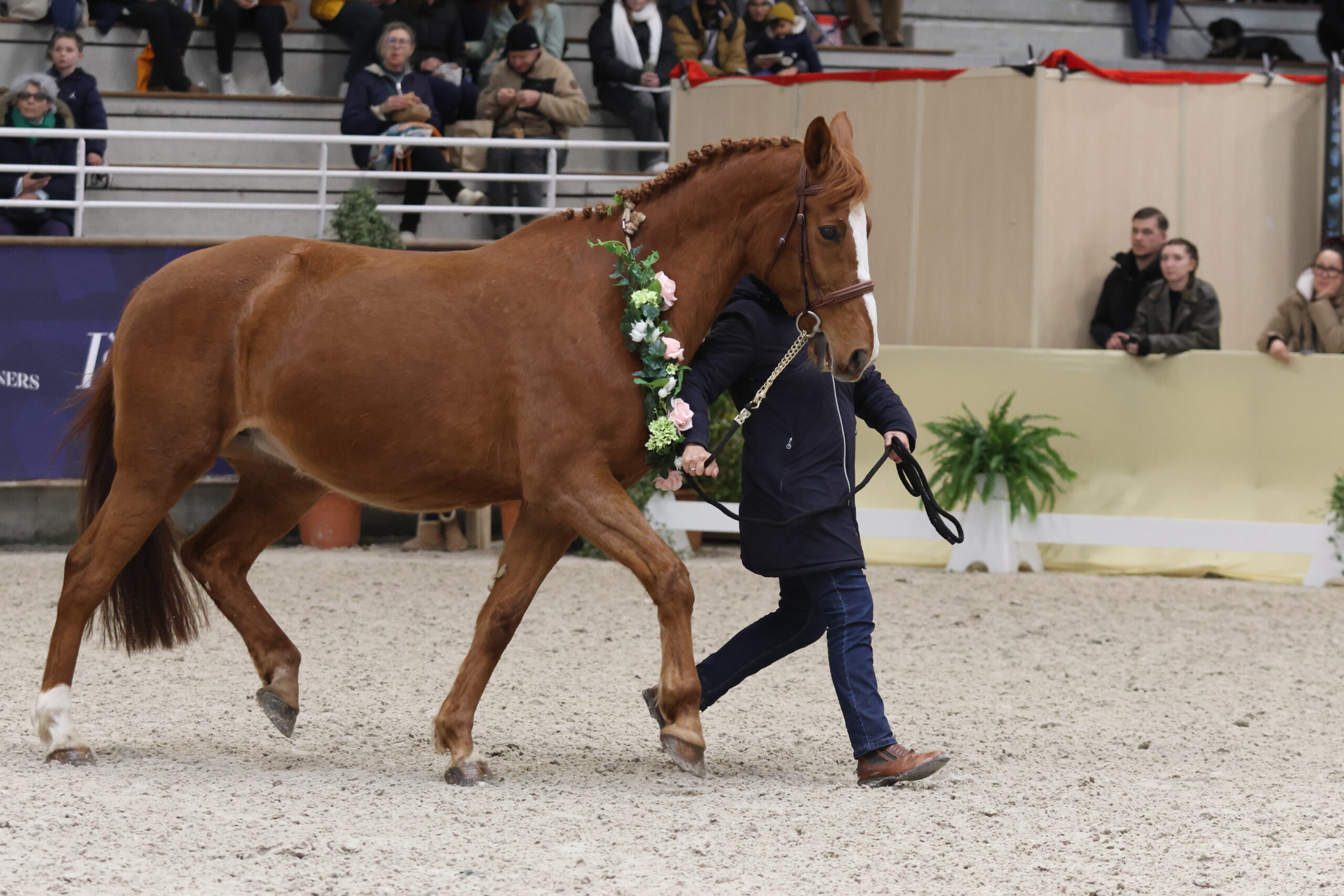 You don't have to write that this is Thara de Nantuel, the mother of Scott Brash's Hello Folie. Photo: Timothée Pequegnot