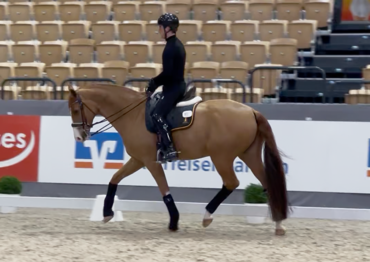 Morgendliches Trainung von Justin Verboomen (BEL) und Djembe de Hus. Foto: EQUI PAGES