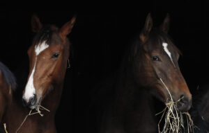 Heustaub reduzieren: mit Heubedampfer, Heu-Entstauber oder durch wässern