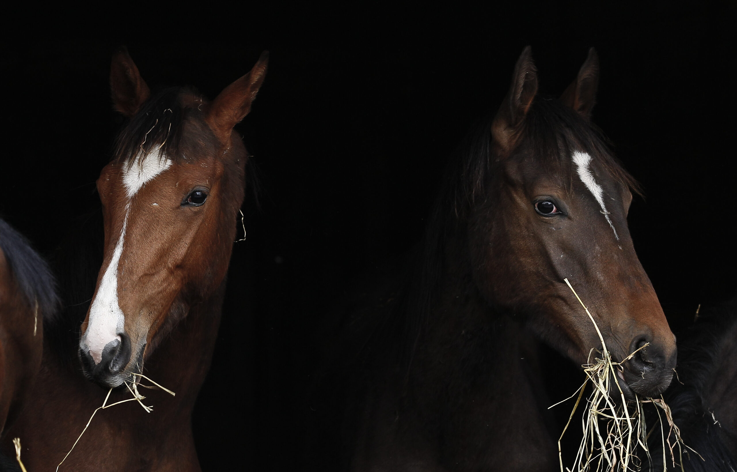 Heustaub reduzieren: mit Heubedampfer, Heu-Entstauber oder durch wässern