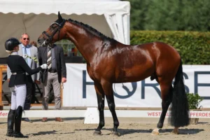 2024 Bundeschampion Bentheim in Westphalian spring auction