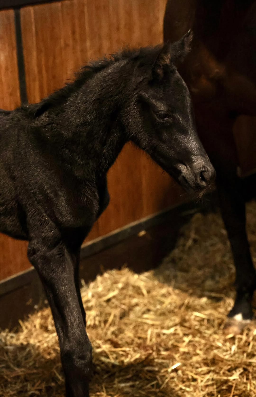 Secret x Eivissa - a very promising pedigree for this beautiful little horse girl. Photo: Facebook.com/bernadette.brune