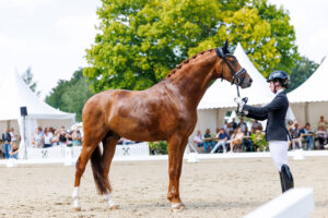 2 Millionen-Hengst wird dänischer Körsieger