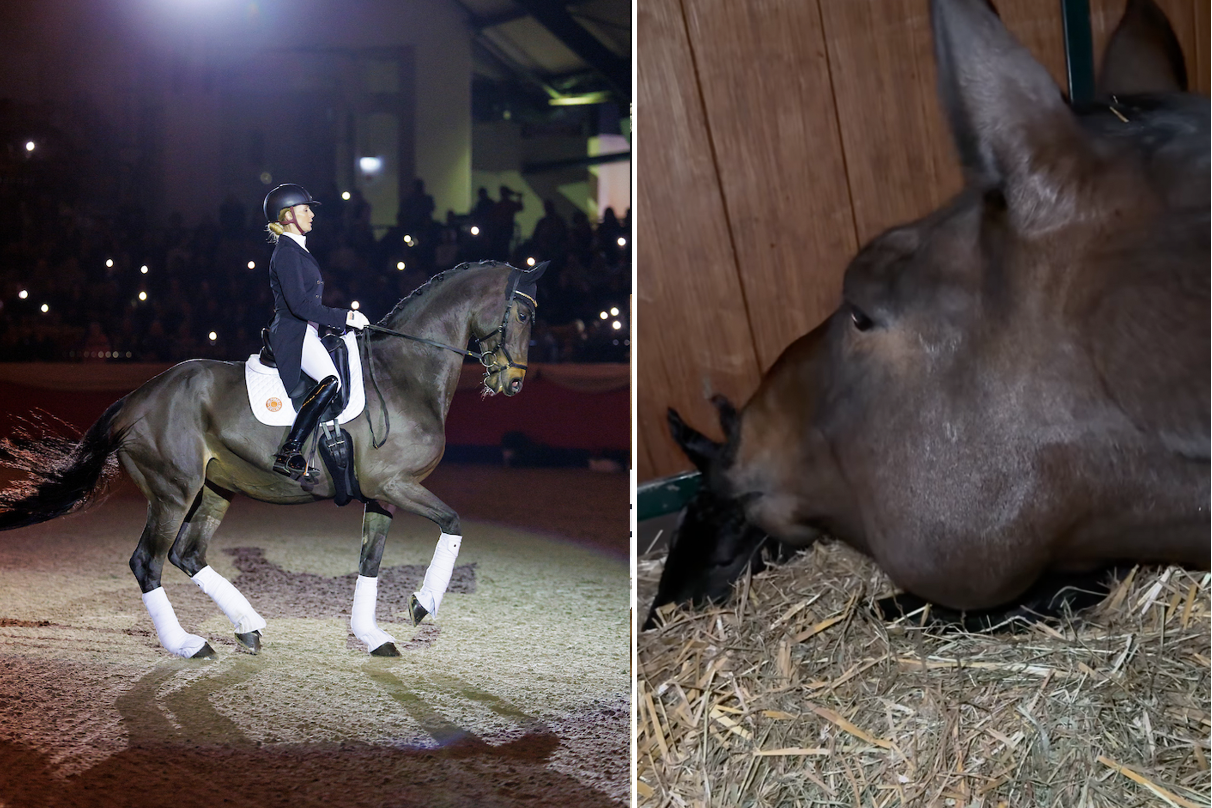 Dalera’s first foal – Rattling stork alarm in Aubenhausen