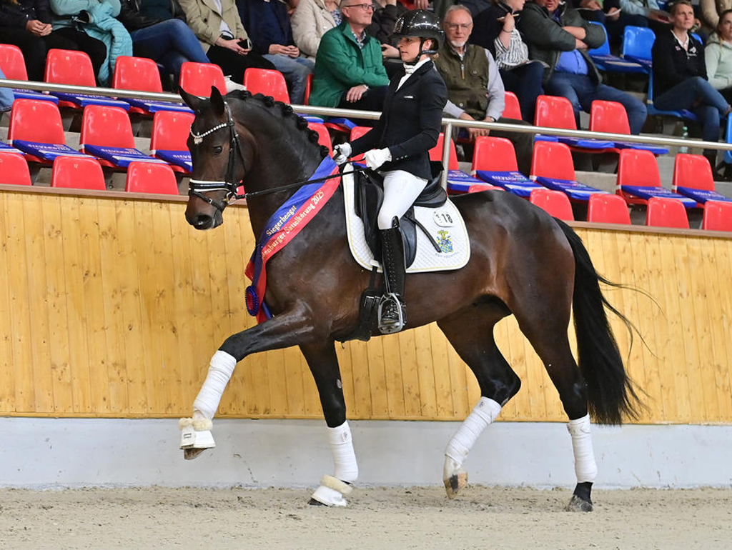Kommt es zum Bolero/Ferro-Duell bei der Oldenburger Sattelkörung 2026?