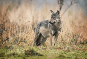 Wolves may be hunted