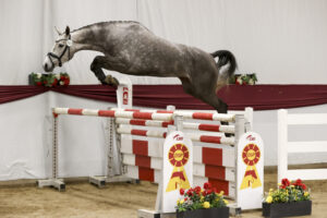 The Pech family in luck with two young jumping talents